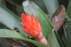 Flower in Maquipucuna cloud forest