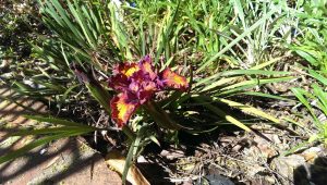 Iris blooming in my garden