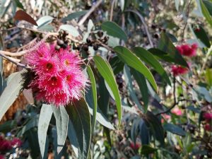 Pink flowers