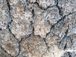 Tree trunk up close