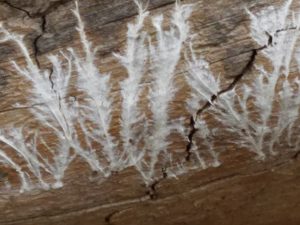High Sierra wood texture
