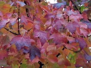 Beautiful fall leaves