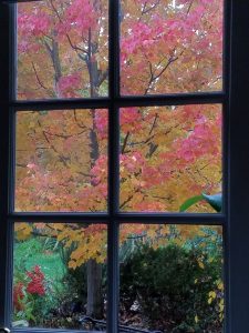 My maple tree in full glory