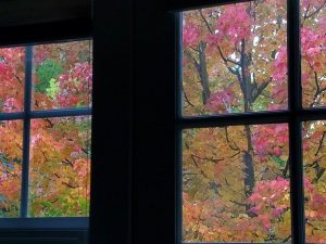 The maple tree outside my studio window