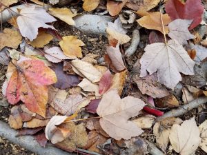 Fallen leaves in my yard