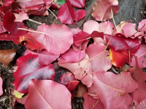 Falling leaves in my garden