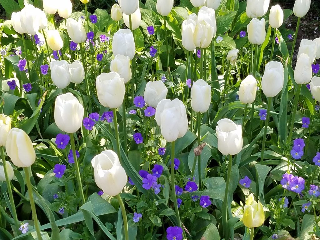 Flowers at Filoli gardens