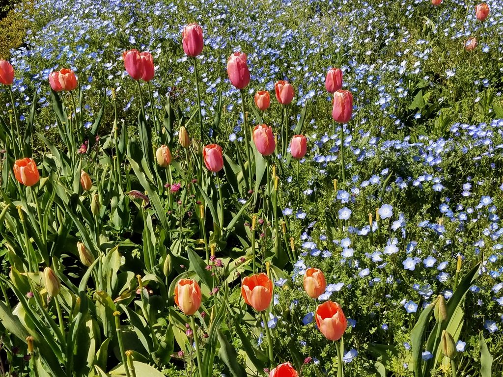 Orange pink tulips at Filoli Gardens