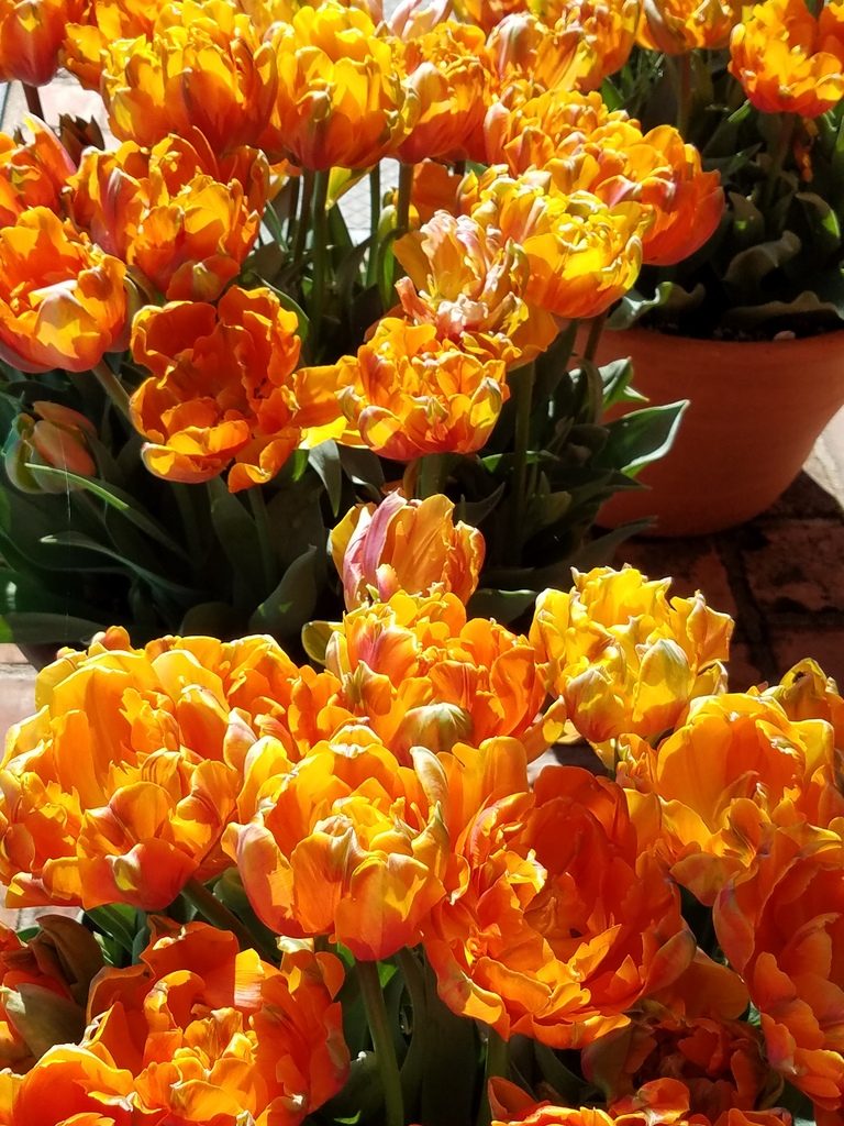 Orange tulips at Filoli Gardens