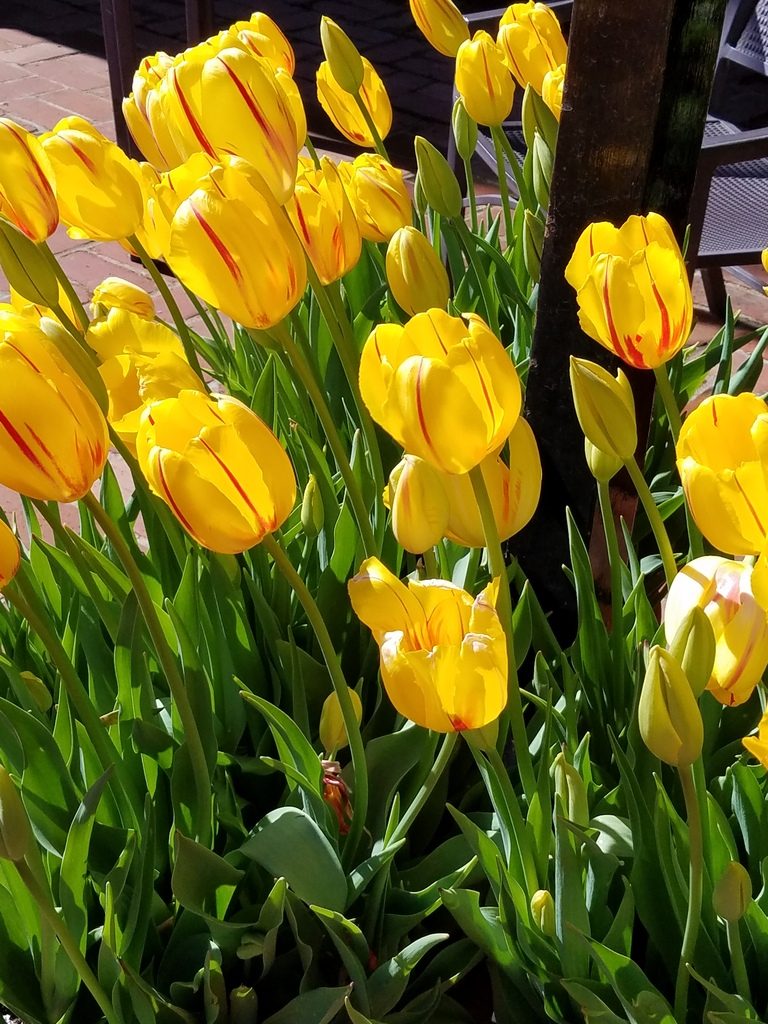 Yellow tulips at Filoli Gardens