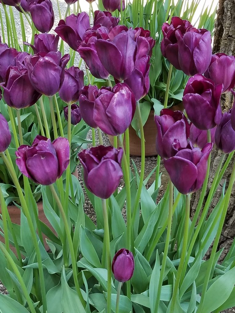 Purple tulips at Filoli Gardens