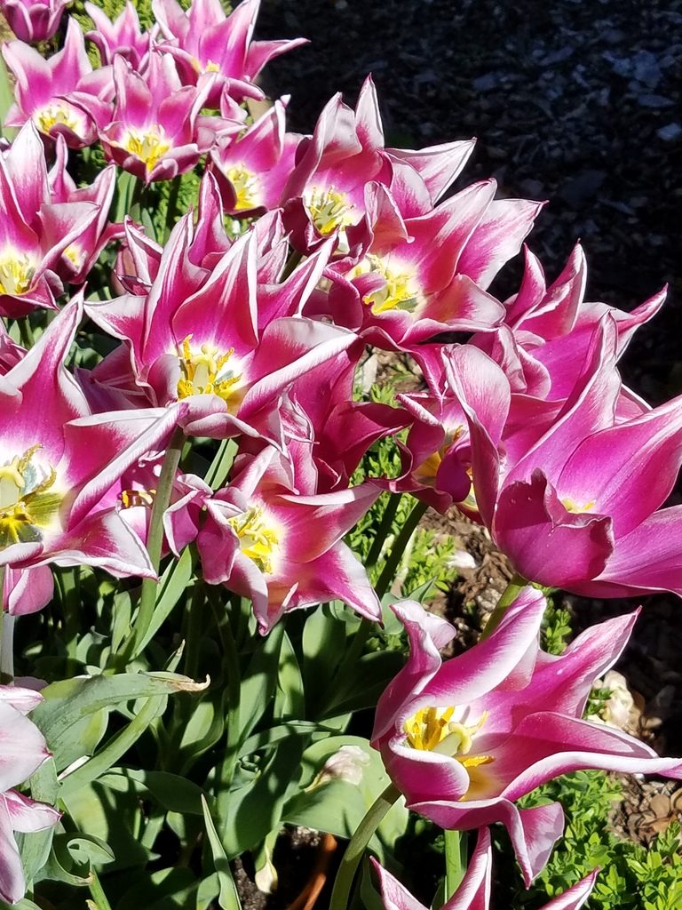 Bright pink tulips at Filoli Gardens