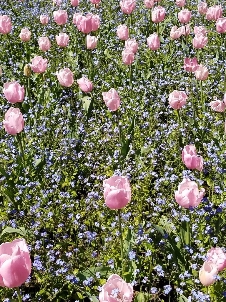Pink tulips at Filoli Gardens