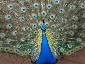 Peacock at Filoli Gardens