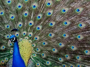 Peacock at Filoli Gardens
