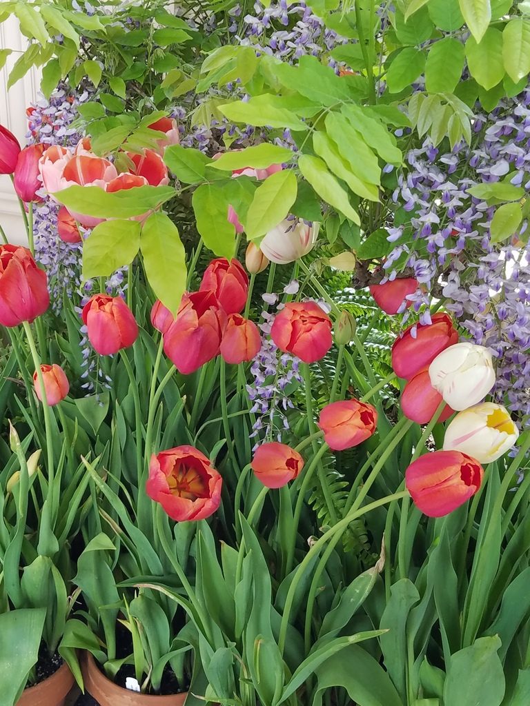 Tulips in Filoli