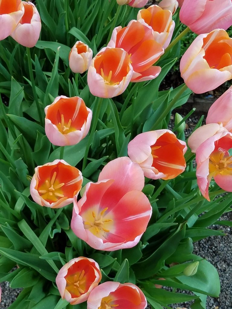 Orange and yellow tulips in Filoli