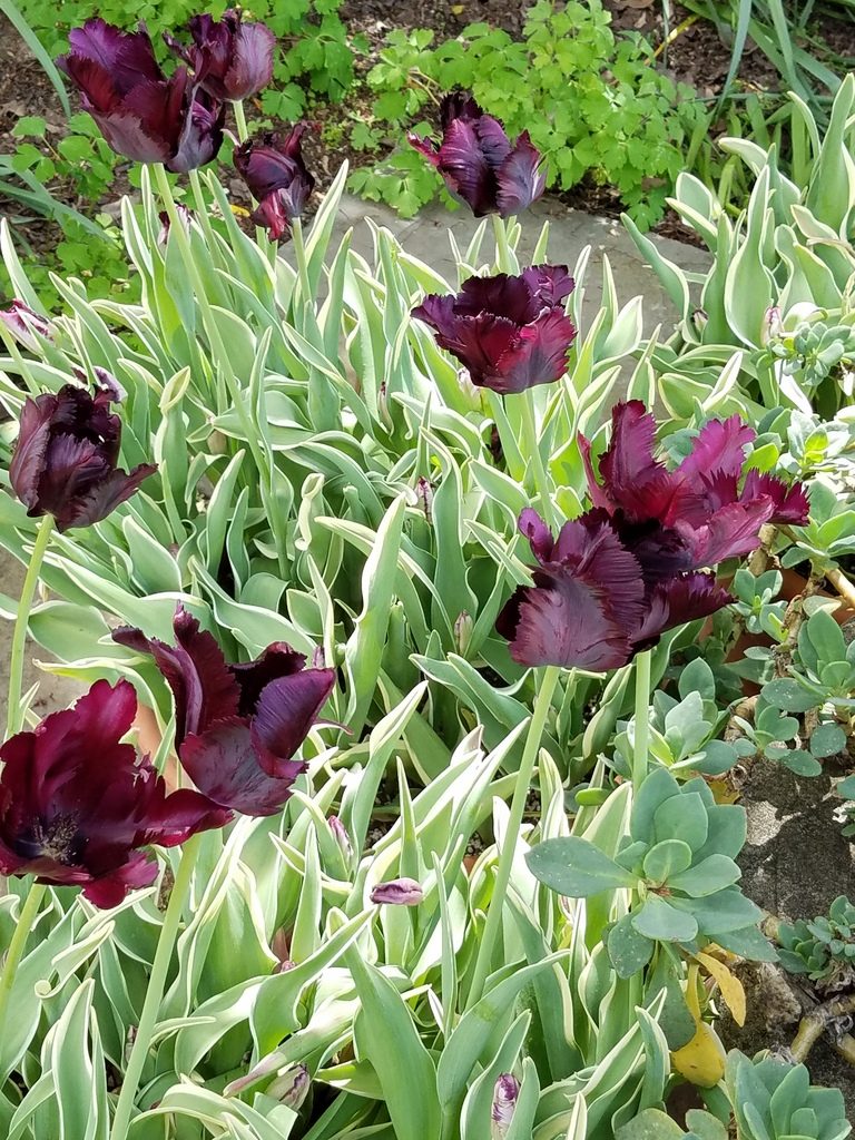 Feather-like tulips in Filoli