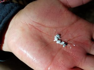 Cactus parasite