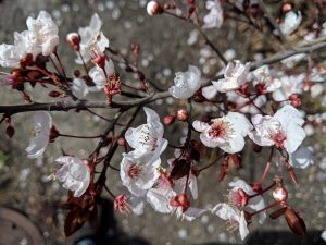 First blooms on a tree