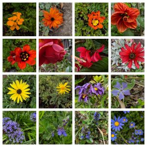 Different flowers