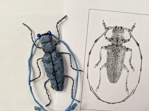 Blue cloth beetle