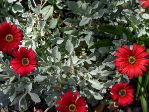 Red African Daisy flower
