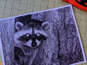 Racoon picture