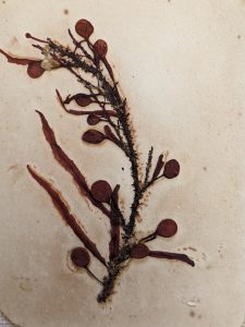 A card from my dad's dry seaweed collection