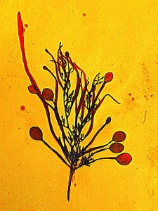 Seaweed card digitally manipulated