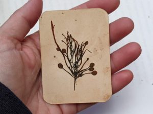 Dry seaweed card held in hand