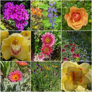 Spring flowers