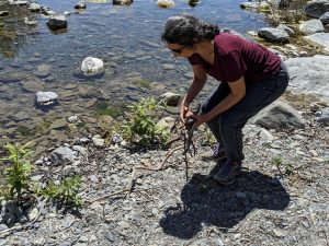 Foraging for beach treasures