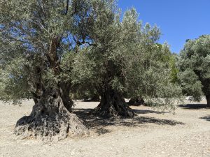 Old olive tree