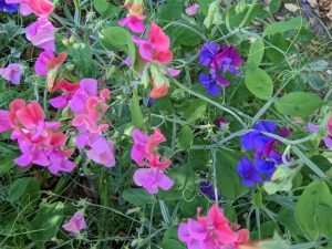 Sweet peas