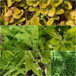 Fresh green spring plants