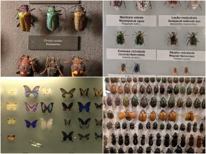 Beetle museum collections